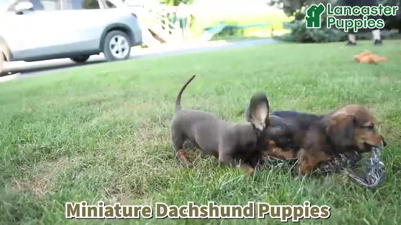Miniature Dachshund dogs for sale: Laurie - Video 1