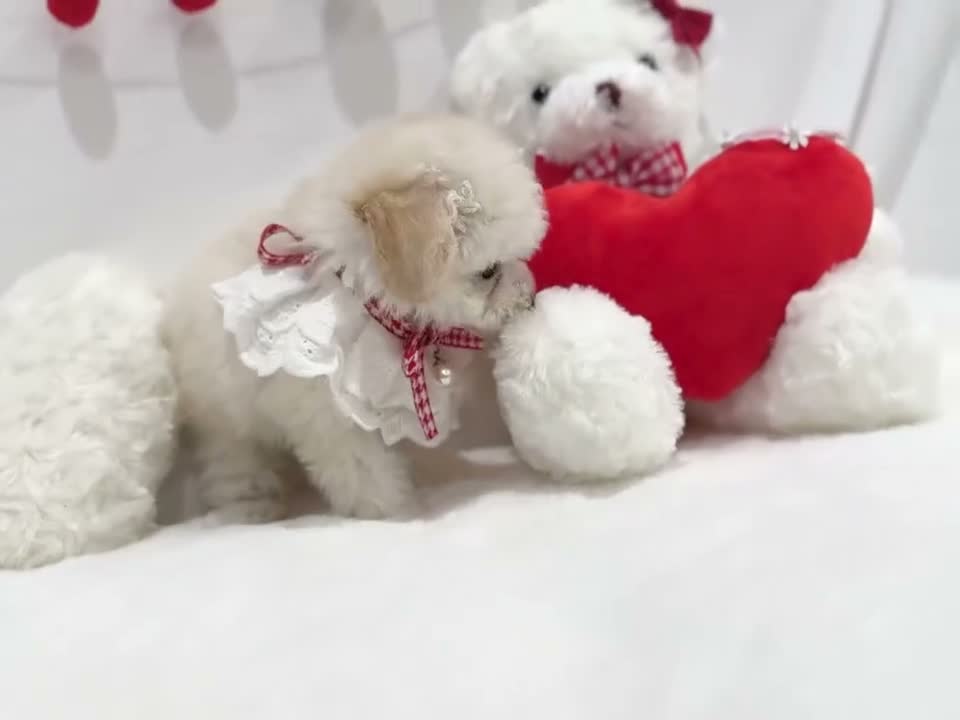 Toy Poodle dogs for sale: Cosita - Video 1