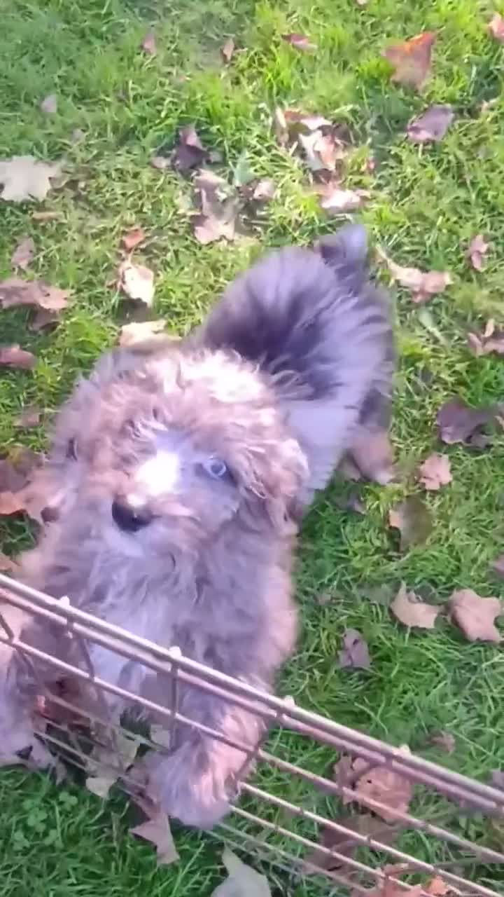 Mini Aussiedoodle dogs for sale: Bluey Toy/Small Mini  - Video 2