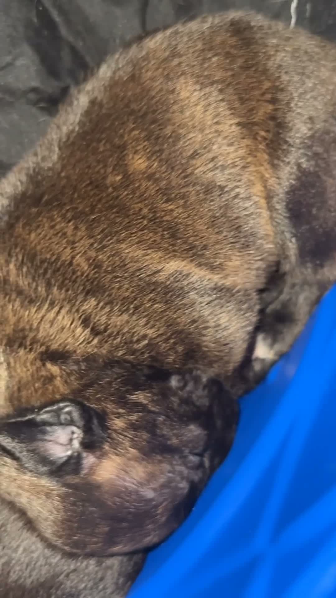 Mixed Breed dogs for sale: Mixed Breed 1 - Video 6