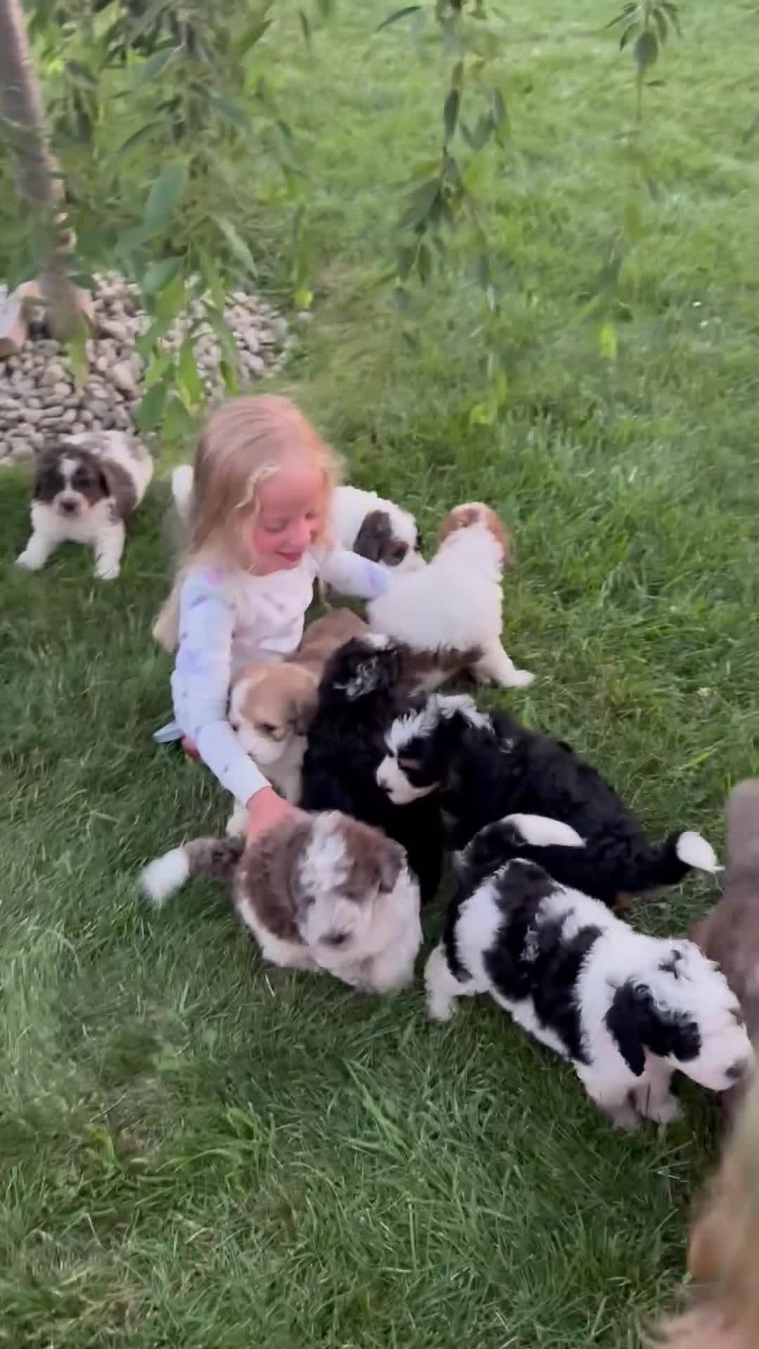 Bernedoodle dogs for sale: Otter - Video 2
