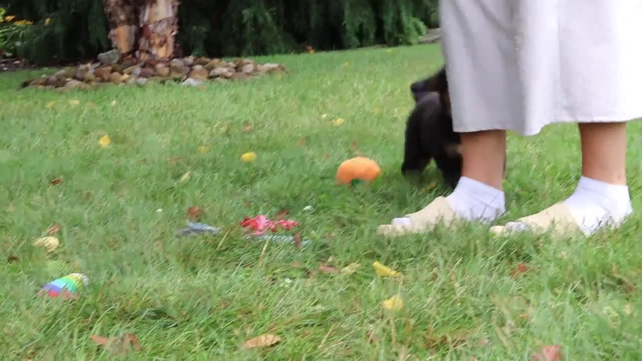 Bernese Mountain Dog dogs for sale: Denali - Video 1