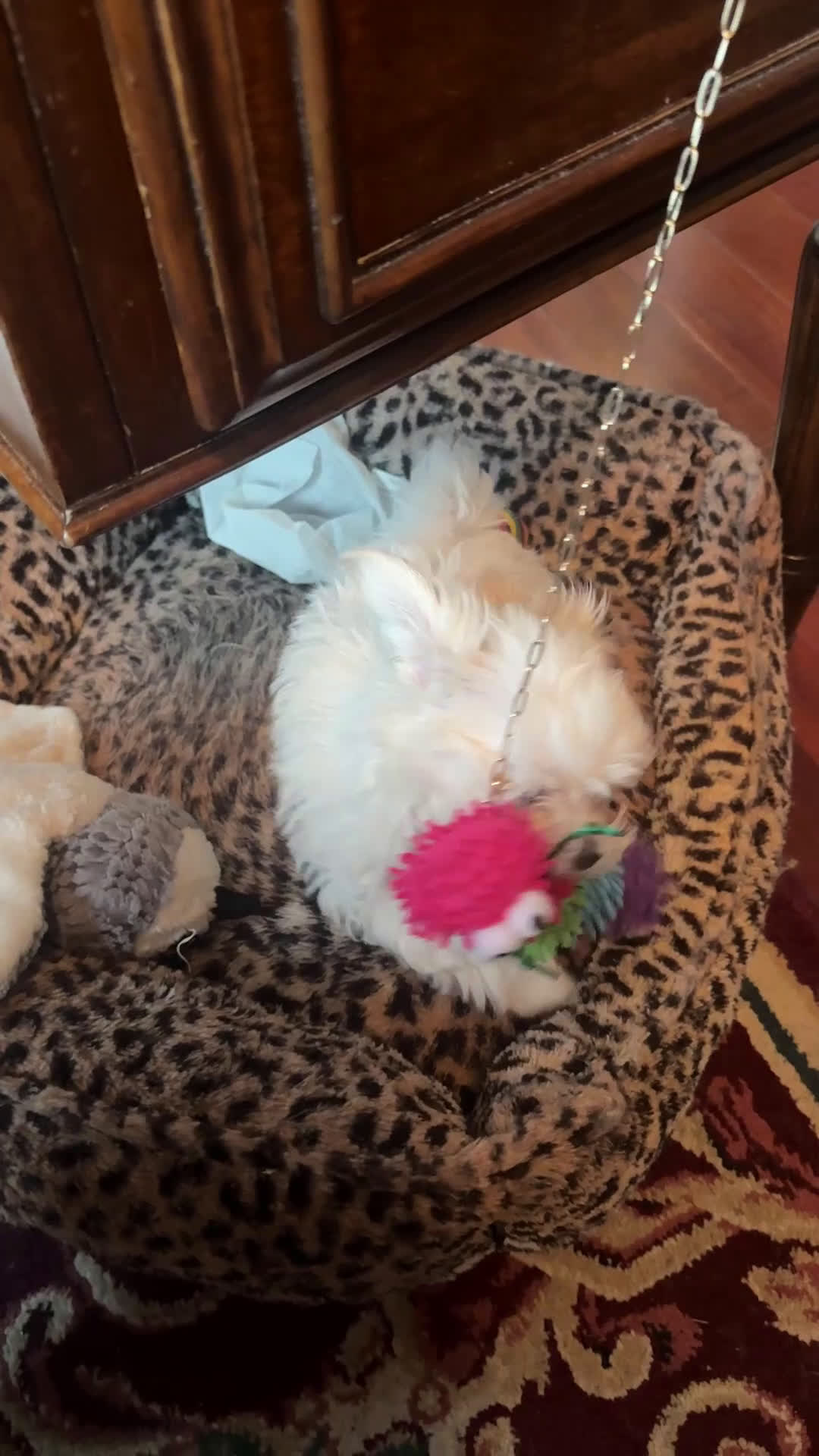 Maltese dogs for sale: Maltese Puppy 1 - Video 2