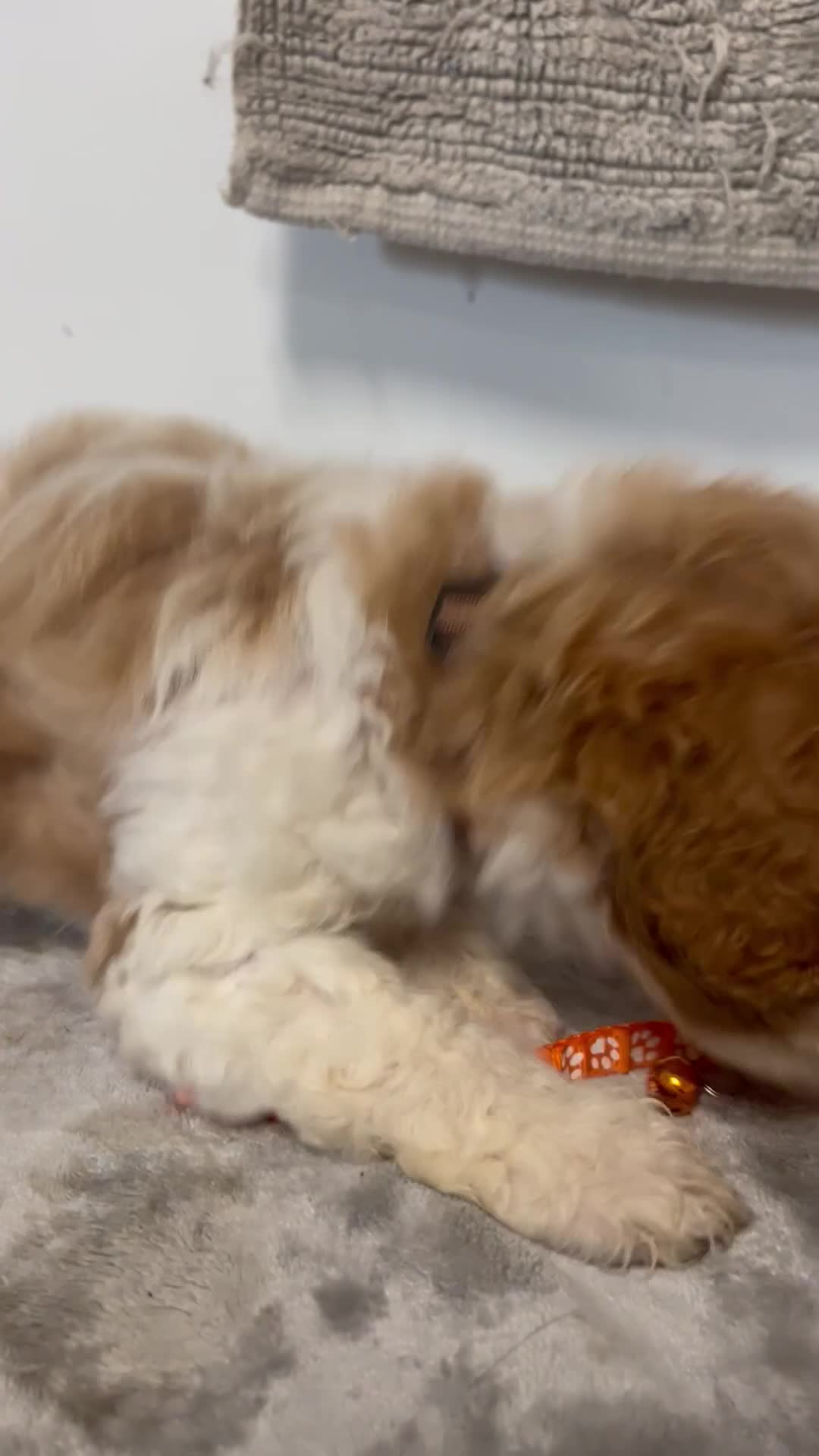 Cavapoo dogs for sale: John - Video 1