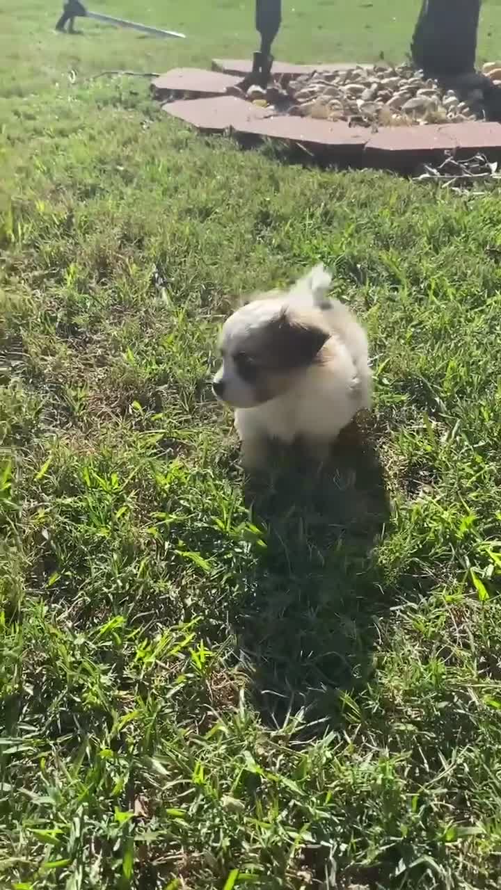 Mixed Breed dogs for sale: Mixed Breed 1 - Video 1