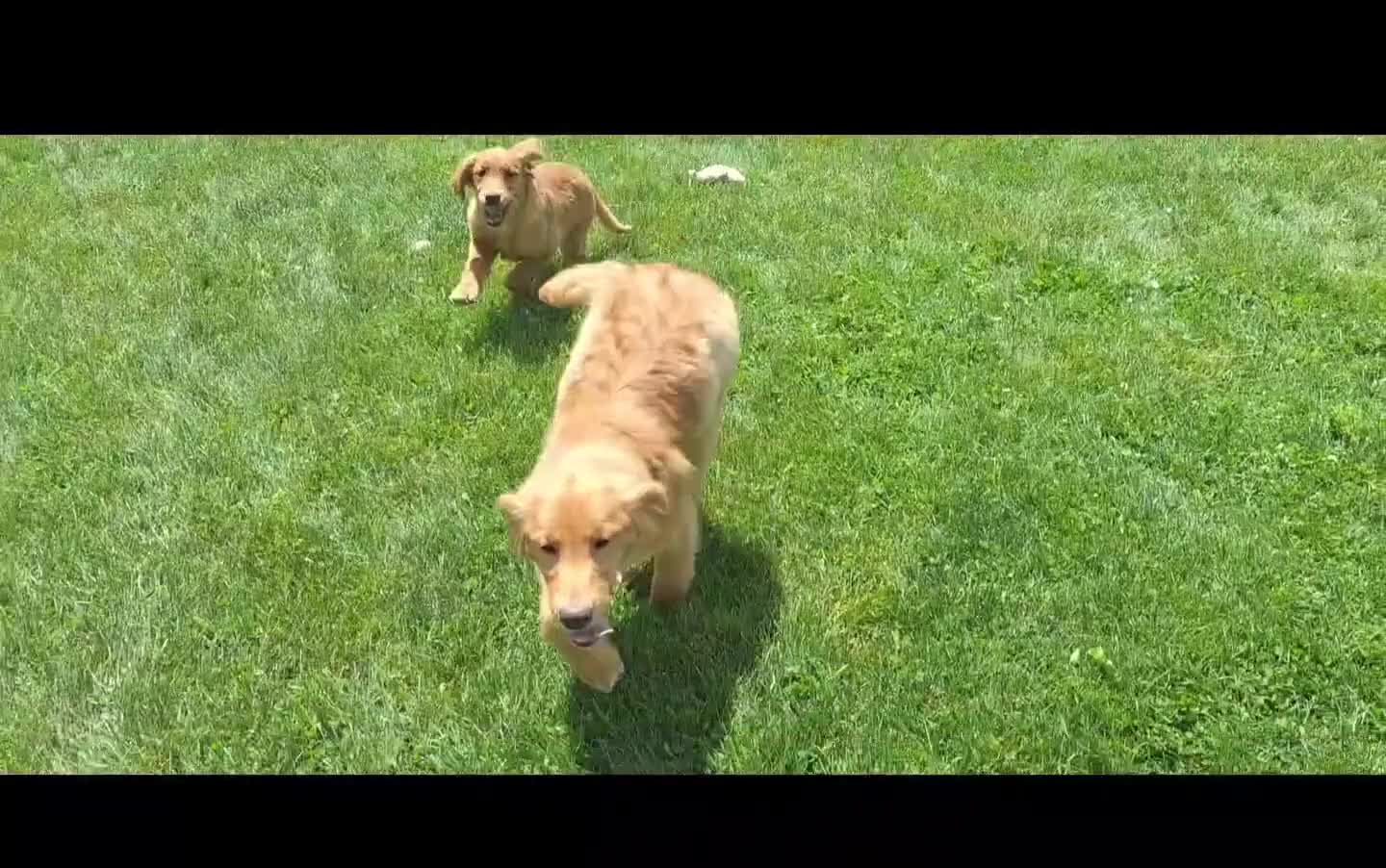 Golden Retriever dogs for sale: Bethany - Video 1