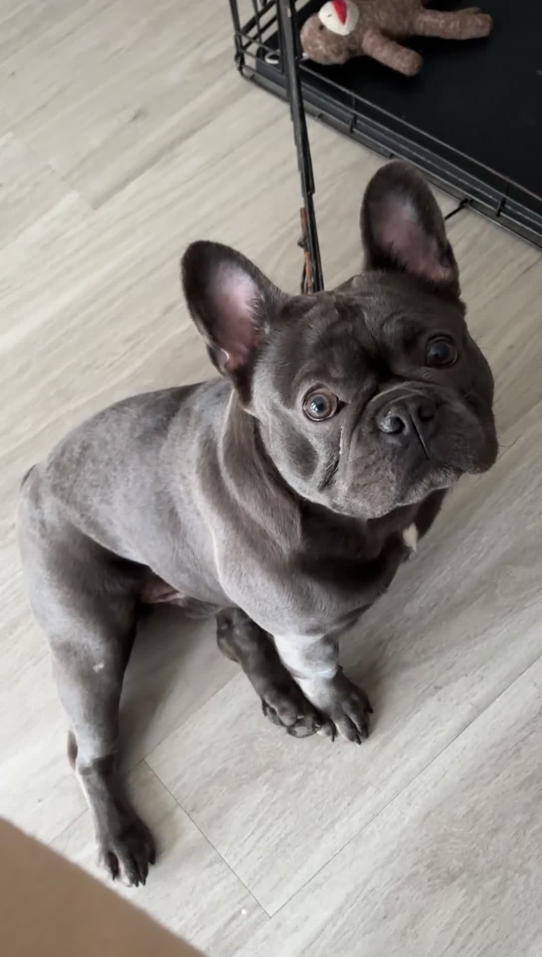 French Bulldog dogs for stud: Myylo - Video 1