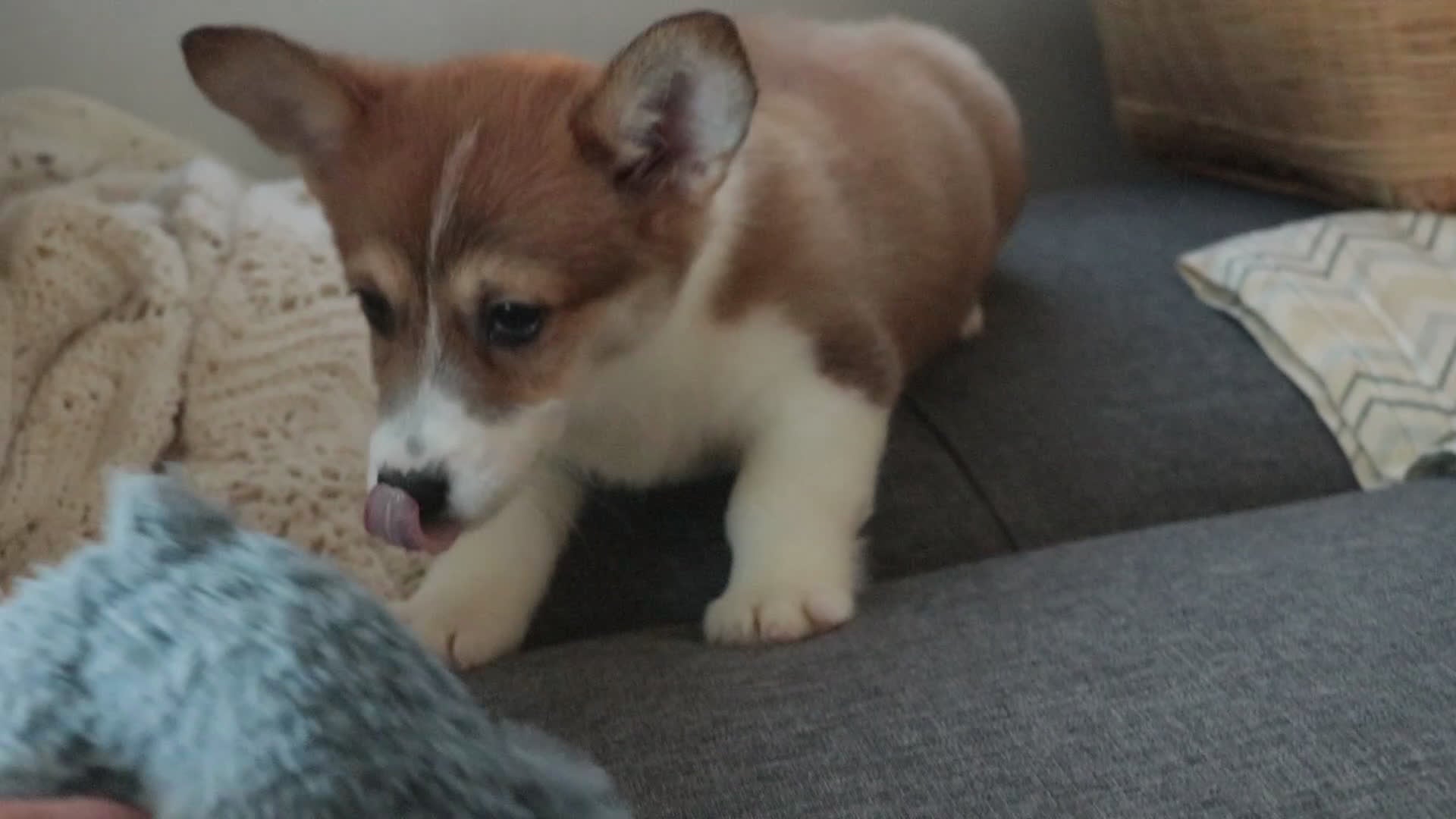 Welsh Corgi Pembroke dogs for sale: Waffle - Video 1