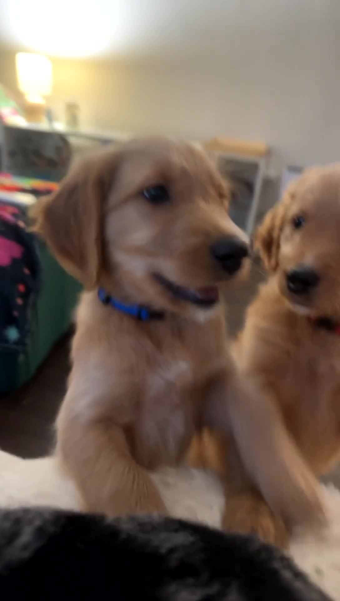 Mixed Breed dogs for sale: Wooli - Video 1