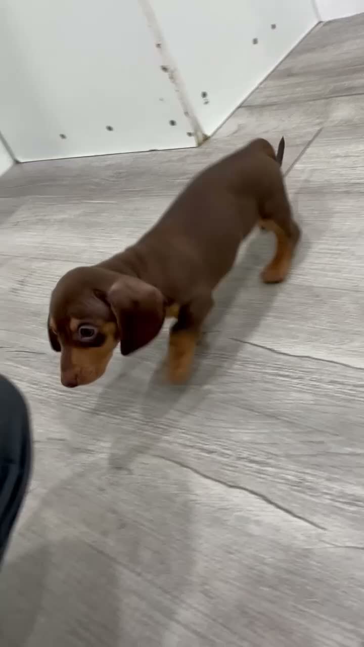 Miniature Dachshund dogs for sale: Roscoe - Video 1