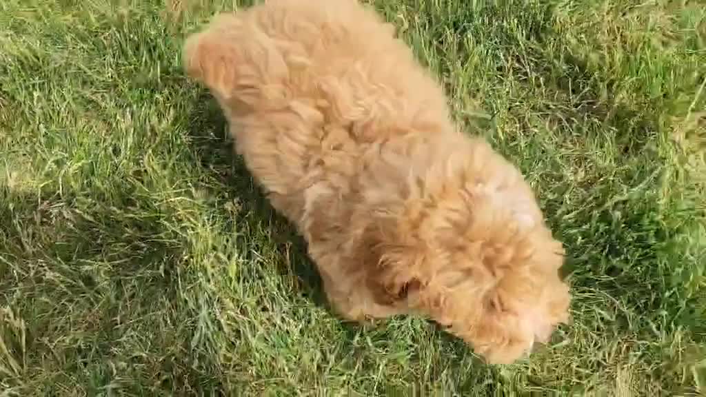 Mini Bernedoodle dogs for sale: Spencer - Video 1