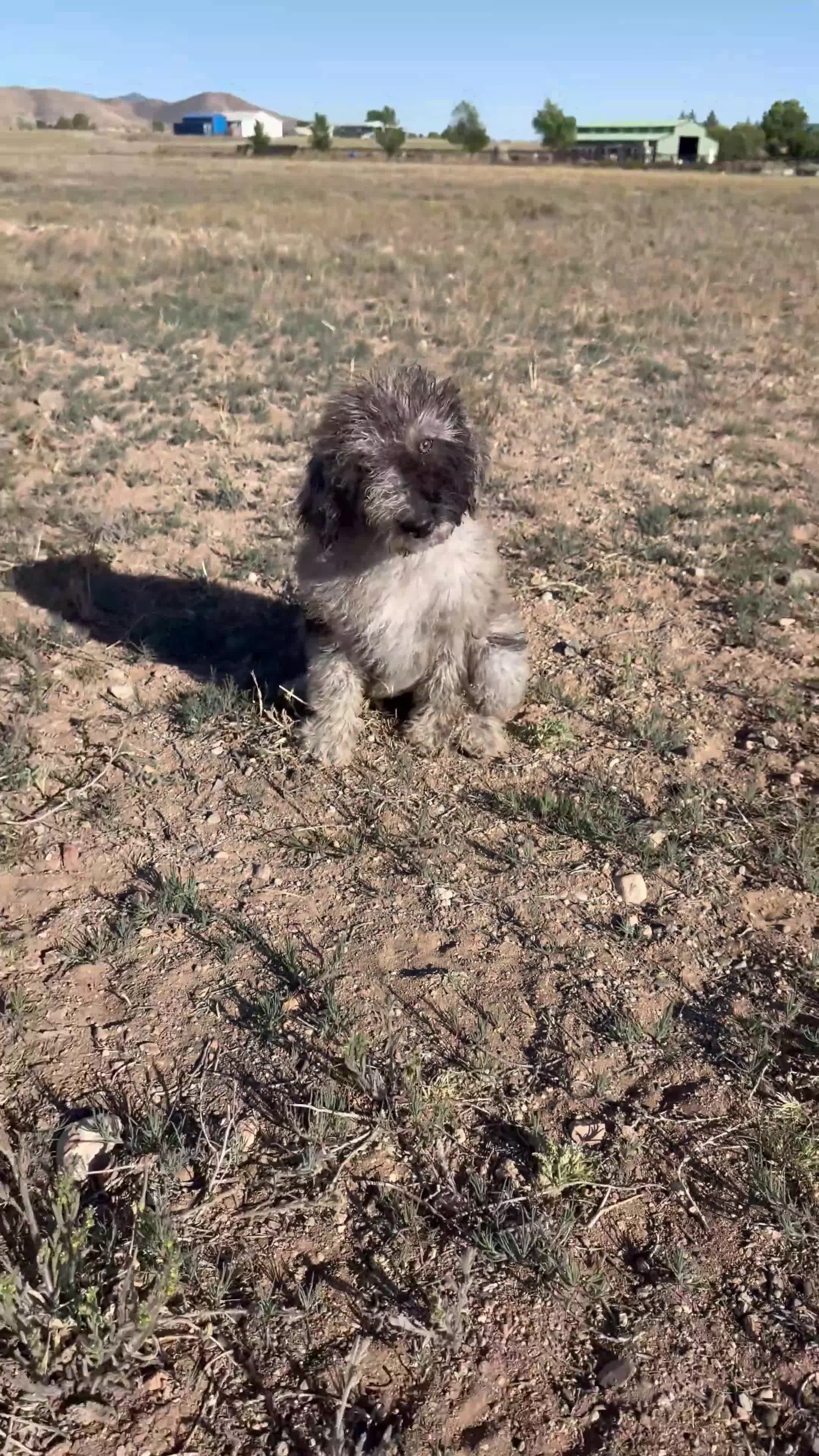 Labradoodle dogs for sale: Female Labradoodle Puppy 2 - Video 1