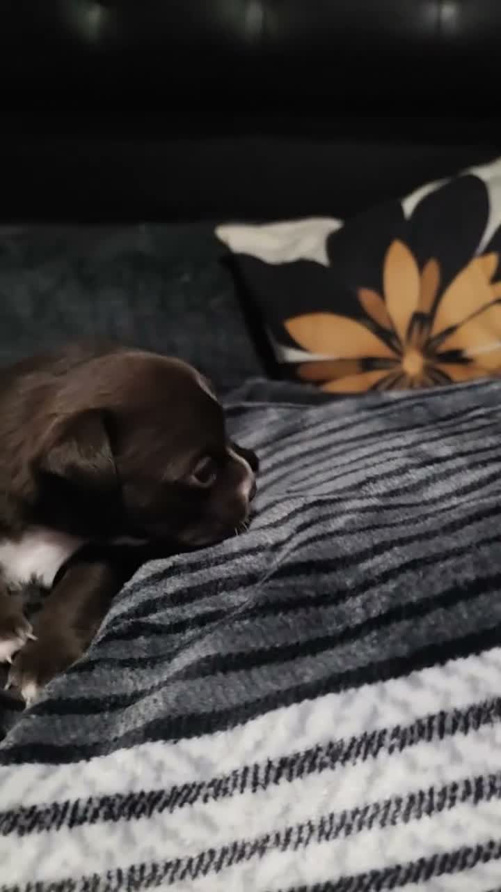 Chihuahua dogs for sale: Midnight  - Video 1