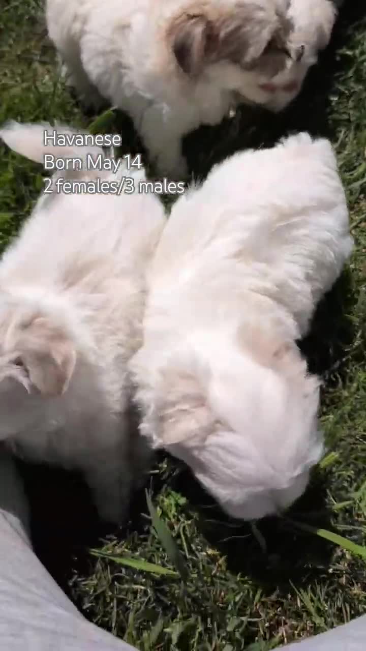 Havanese dogs for sale: Talia - Video 3