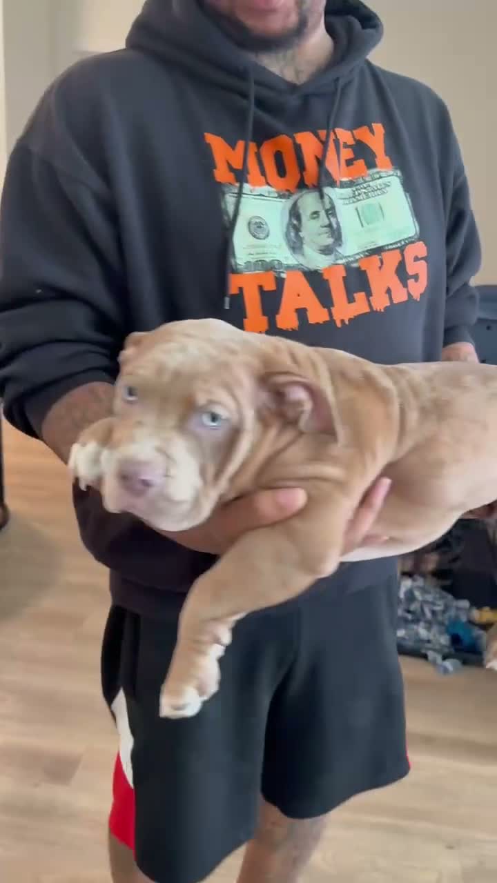 American Bully dogs for sale: Papi - Video 1
