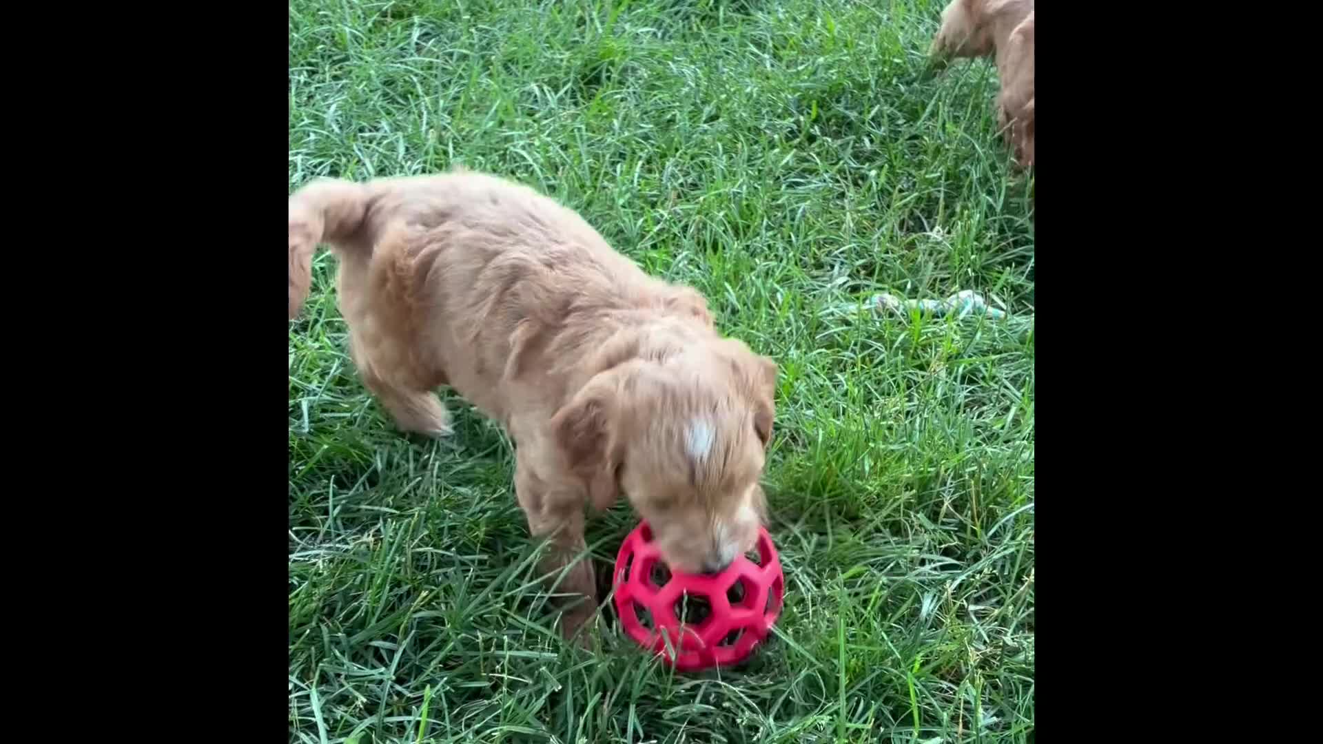 Mini Goldendoodle dogs for sale: Mini Goldendoodle “Benji” - Video 1