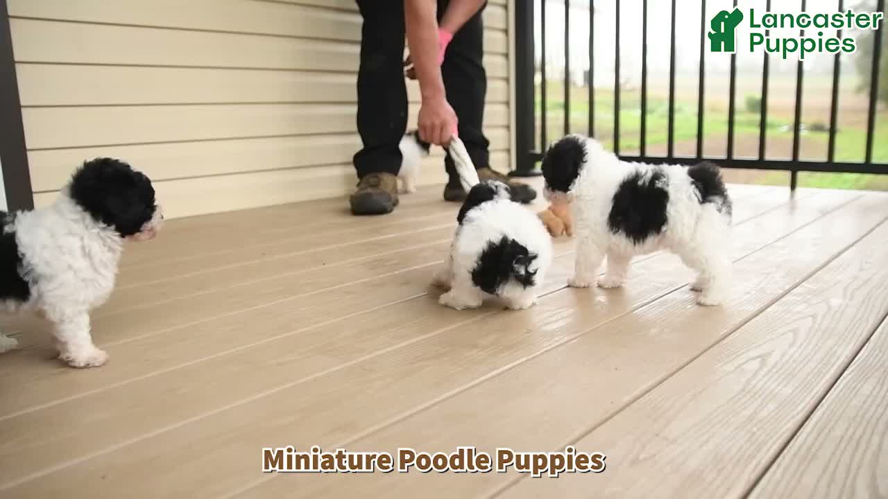 Miniature Poodle dogs for sale: Dotty - Video 1