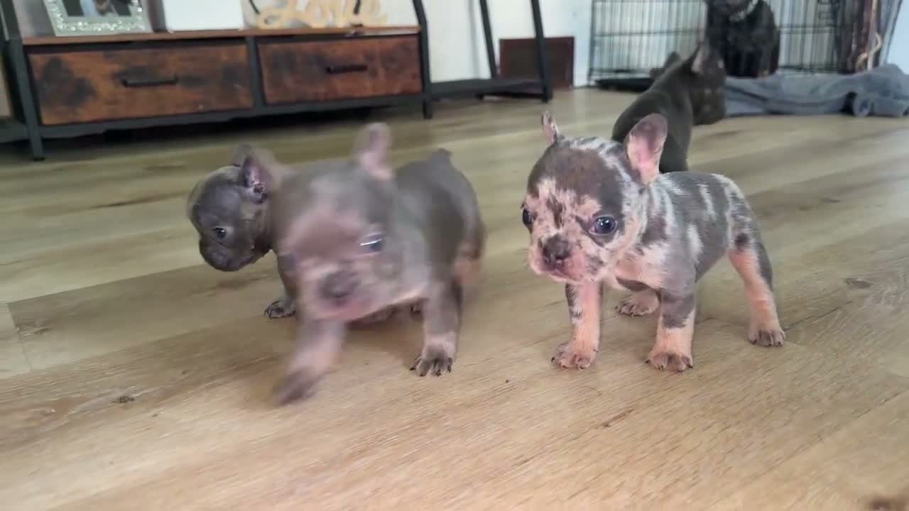 French Bulldog dogs for sale: Porkchop - Video 1