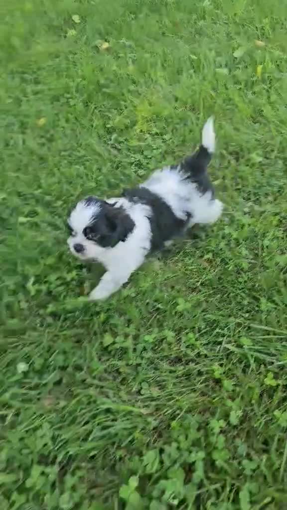Shih Tzu dogs for sale: trouble - Video 1