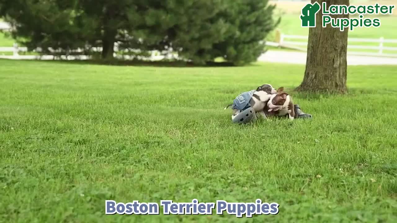 Boston Terrier dogs for sale: Carter - Video 1