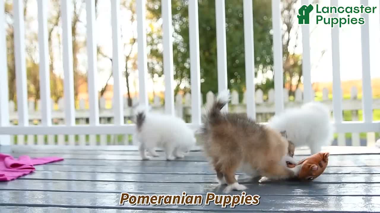 Pomeranian dogs for sale: Sparkey   - Video 1