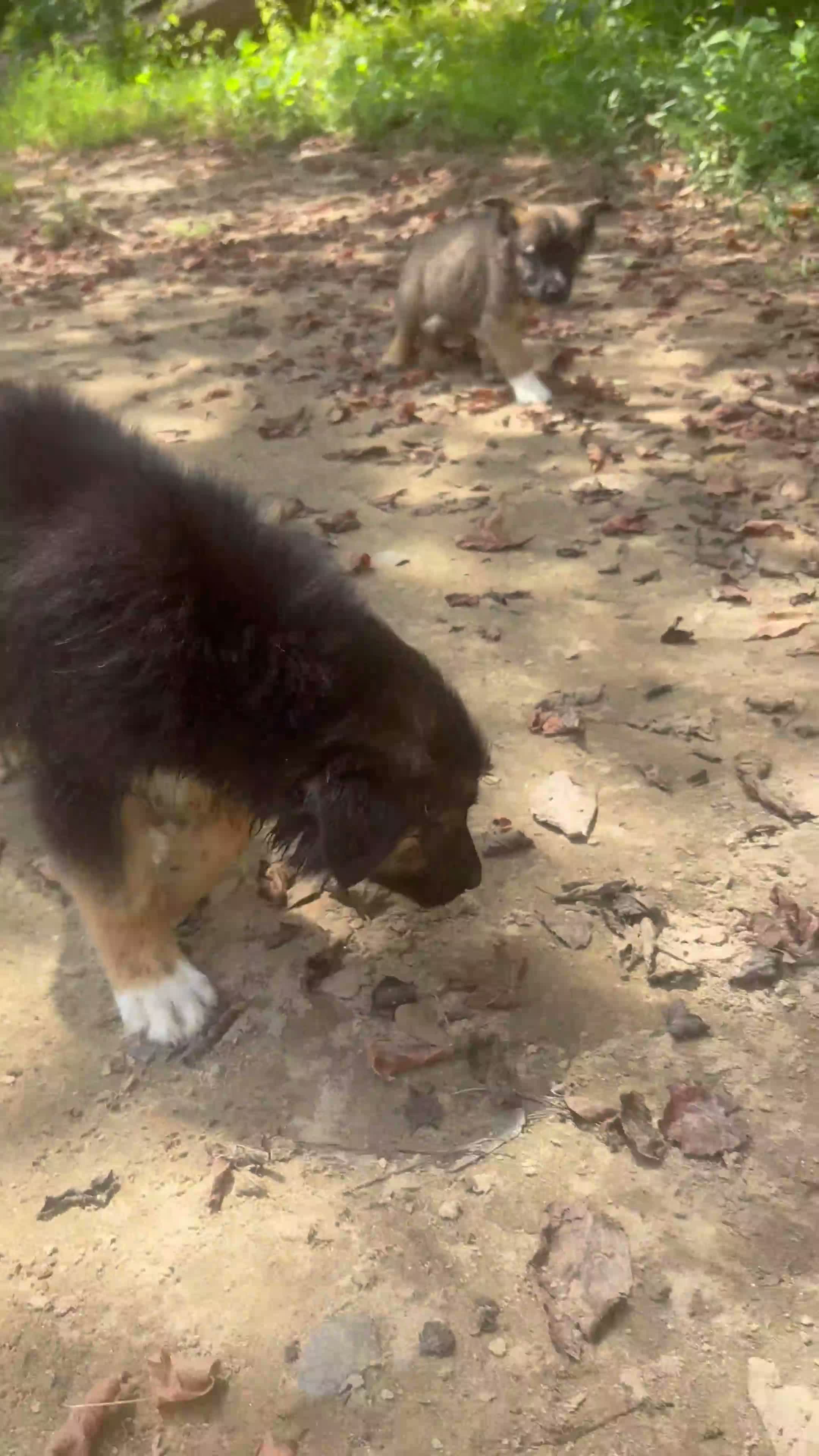 German Shepherd dogs for sale: German Shepherd 3 - Video 2