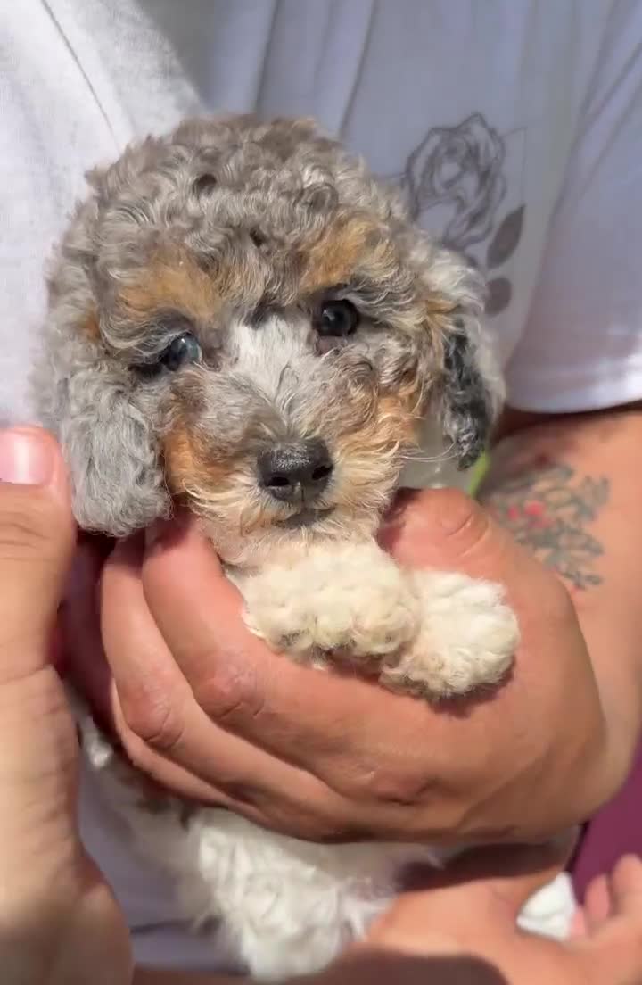 Toy Poodle dogs for sale: Toy Poodle tiara - Video 2