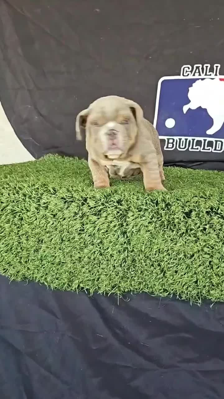 English Bulldog dogs for sale: PRADA - LILAC TAN TRI MICRO IN LA CA AND US DELIVERY - Video 2