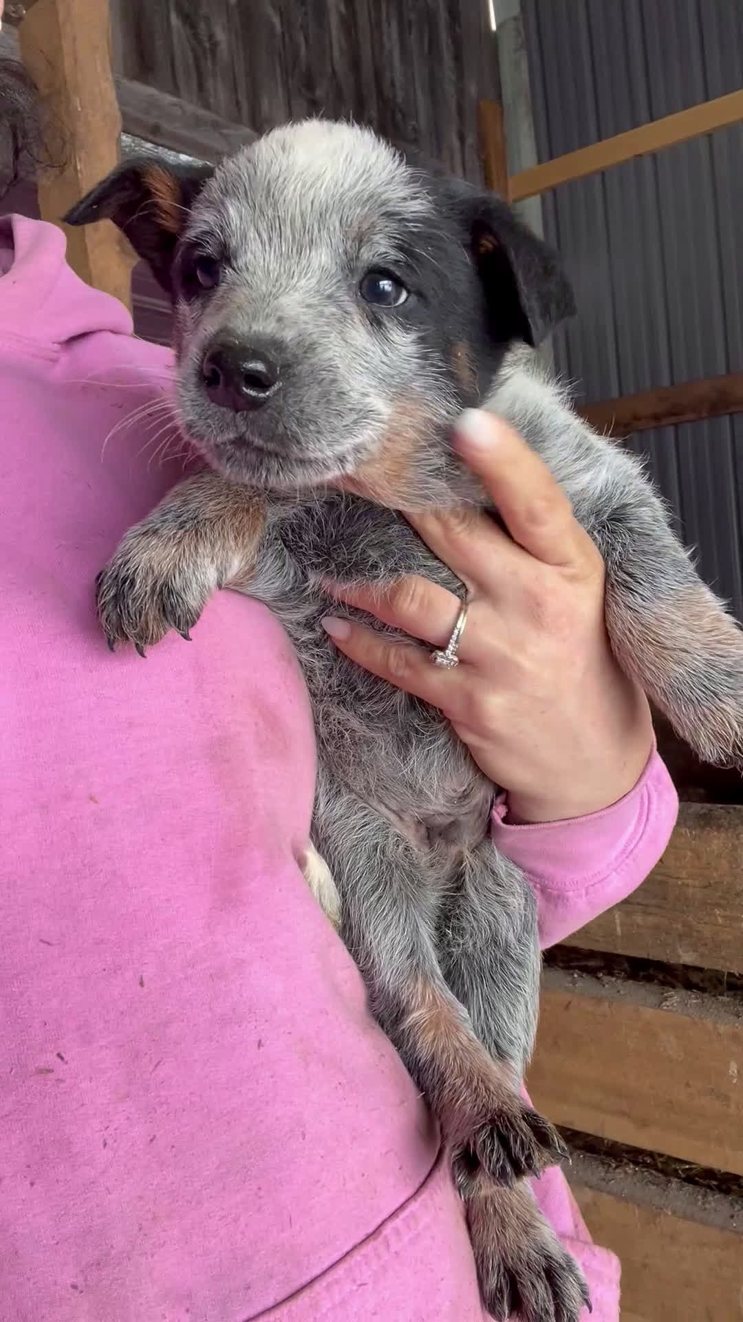 Australian Cattle Dog dogs for sale: Tito - Video 1