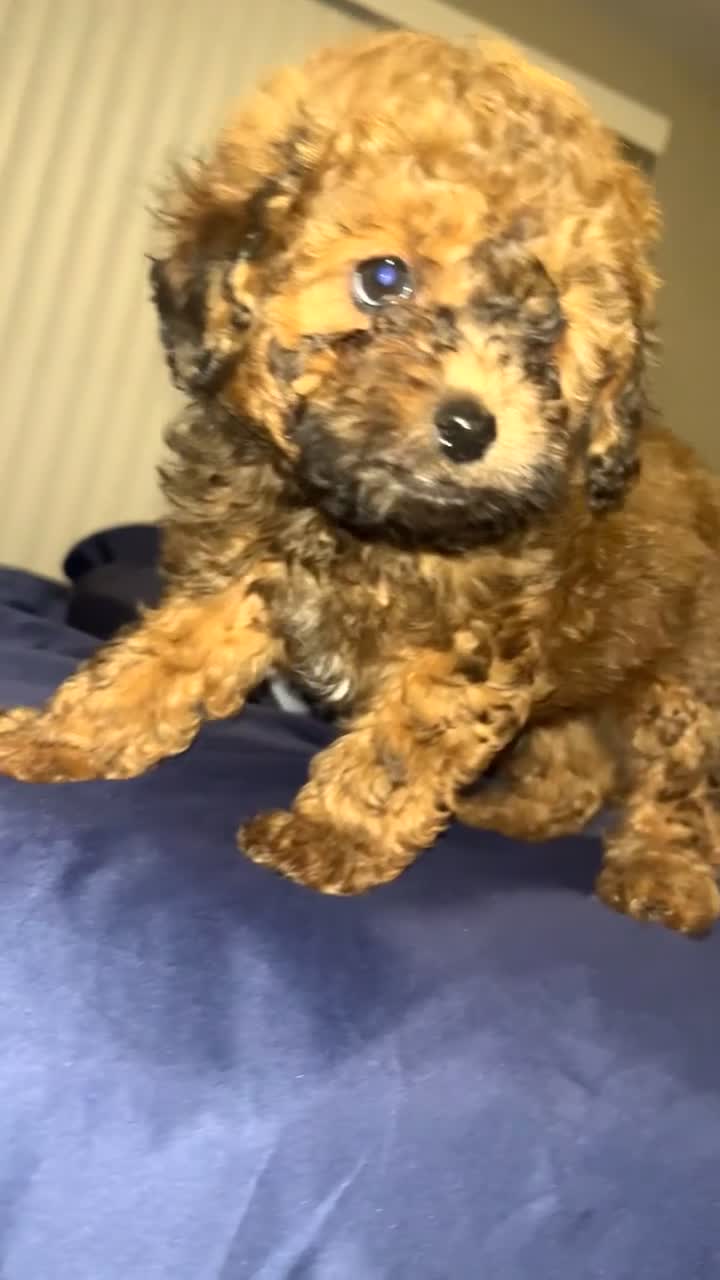 Toy Poodle dogs for sale: Toy Poodle Puppy 2 - Video 1