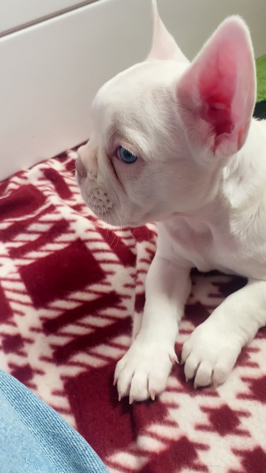 French Bulldog dogs for sale: Frenchie 3 - Video 1