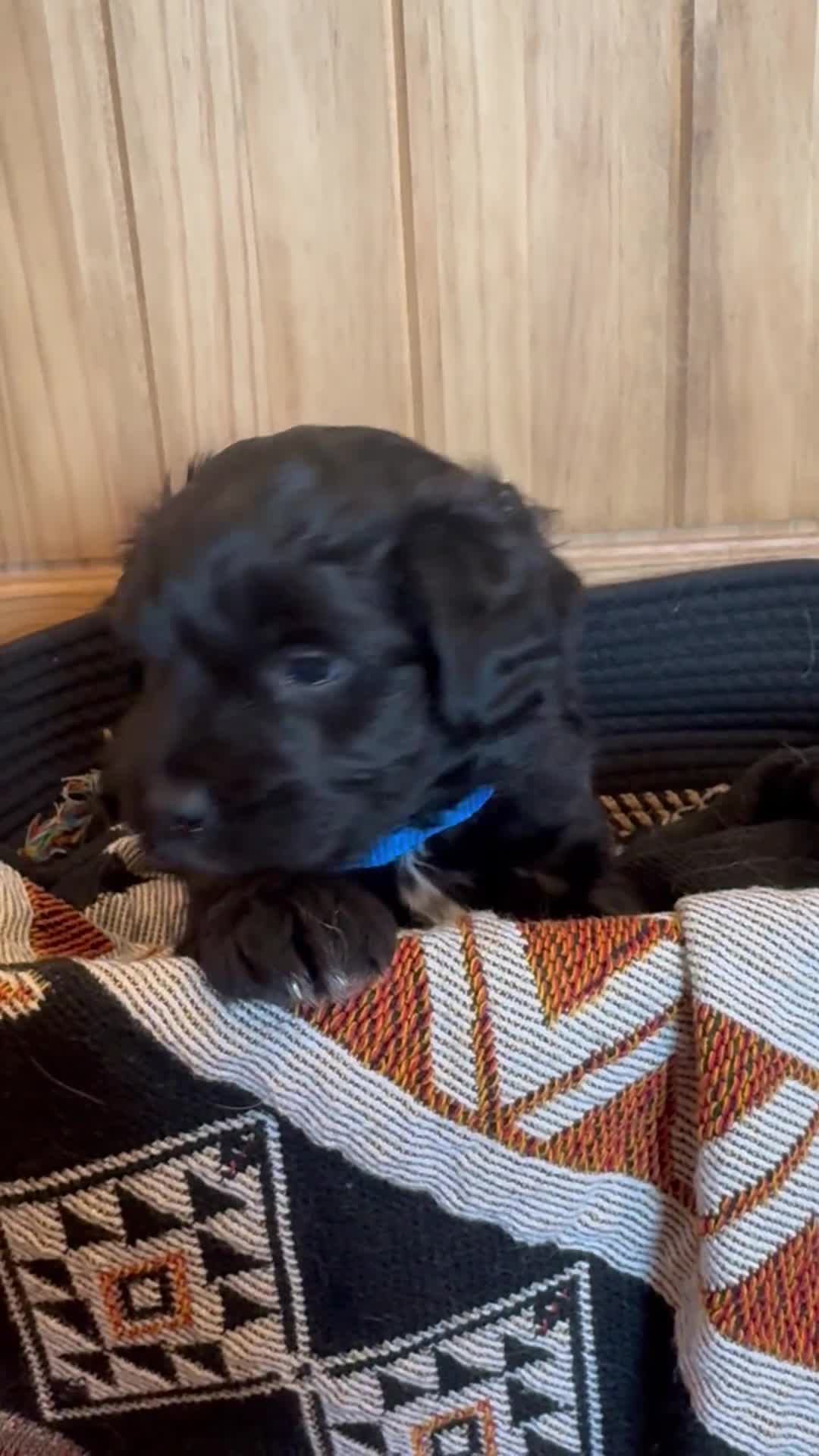Mini Aussiedoodle dogs for sale: Mini Aussiedoodle Male #1 - Video 1