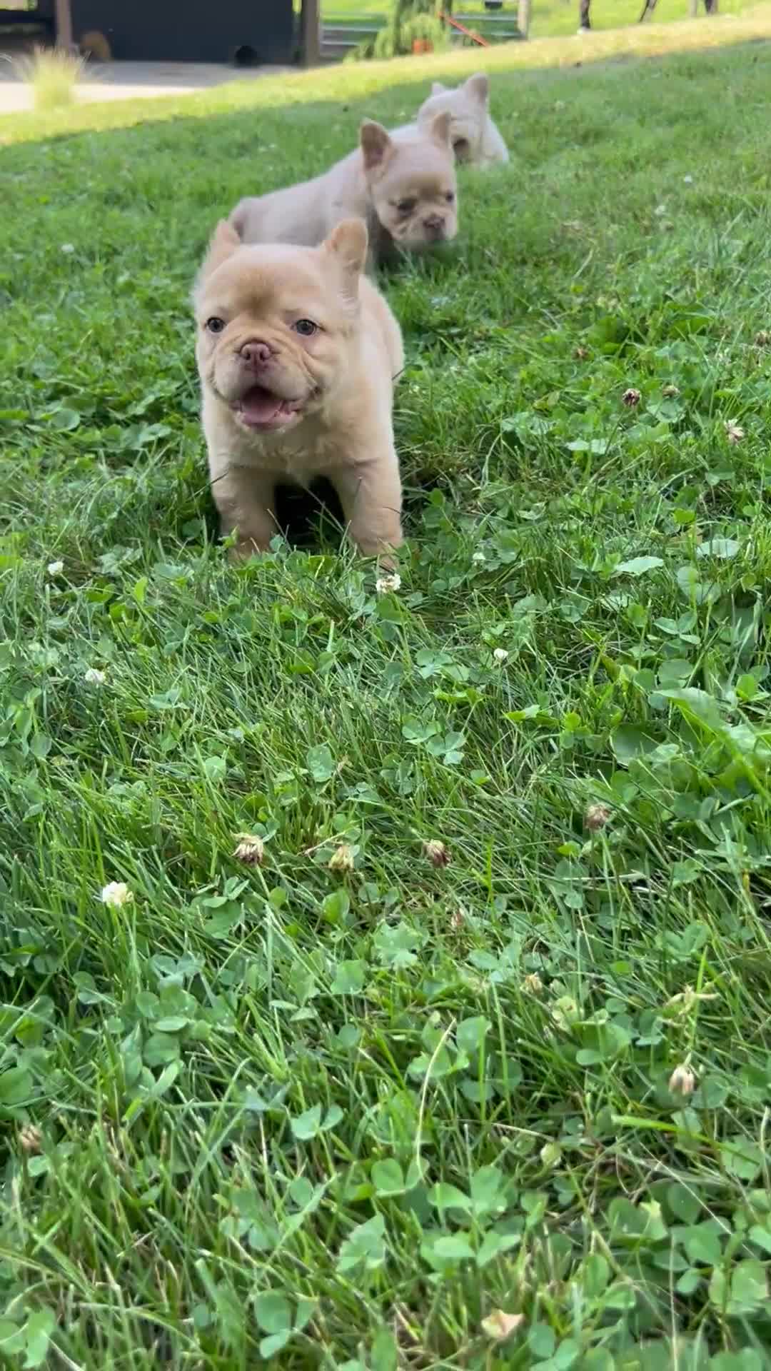 French Bulldog dogs for sale: Charlie - Video 1