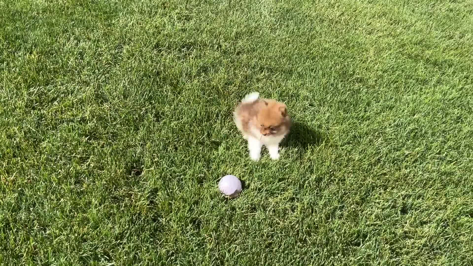Pomeranian dogs for sale: (AKC) Buster - Video 1