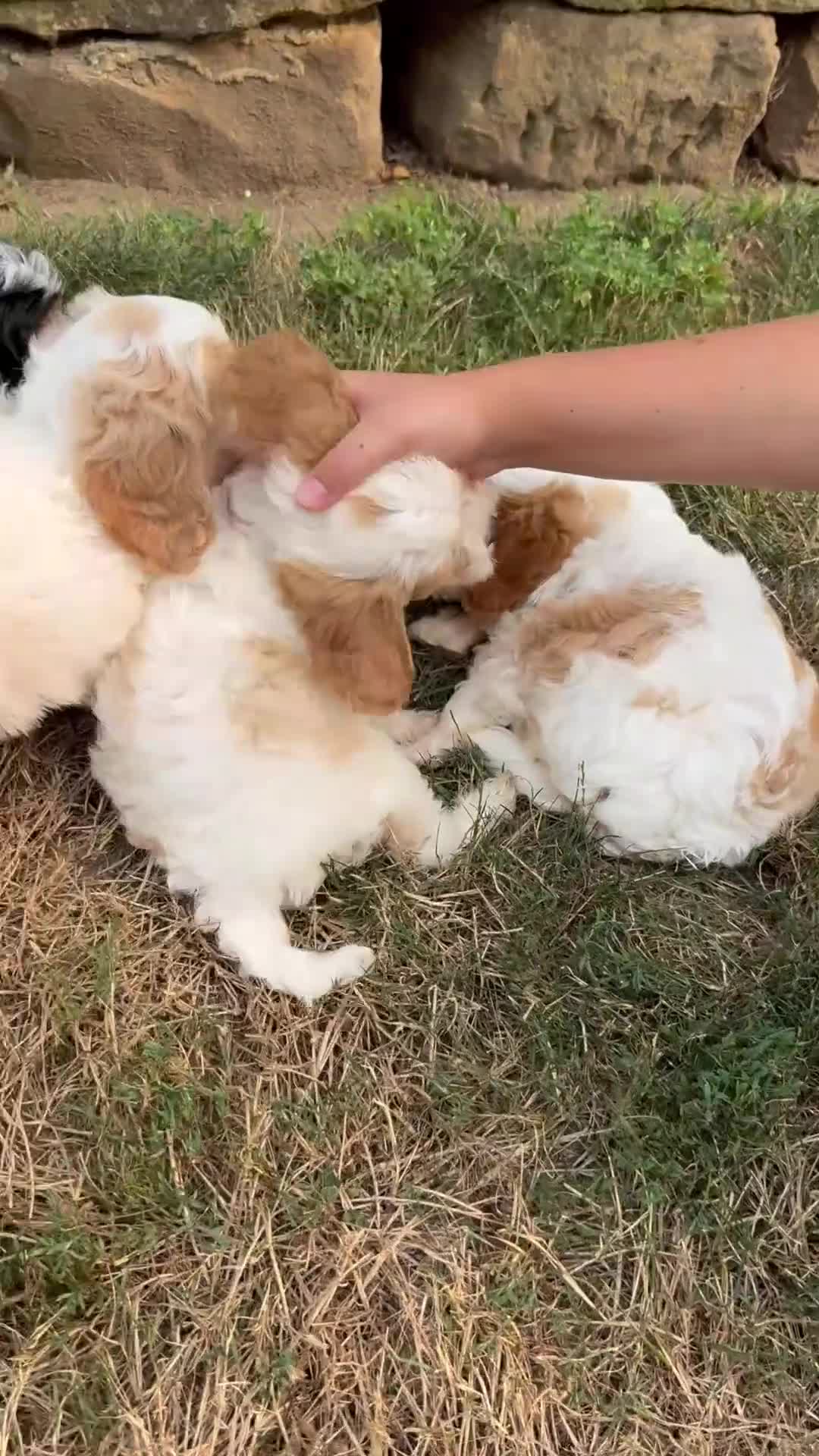 Cavapoo dogs for sale: Dakota - Video 2