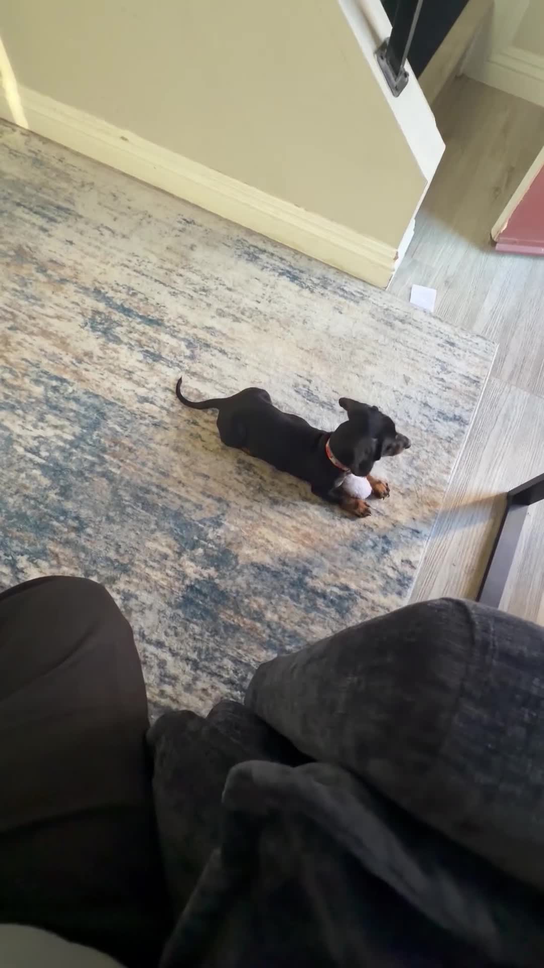 Miniature Dachshund dogs for sale: Miniature Dachshund 1 - Video 1
