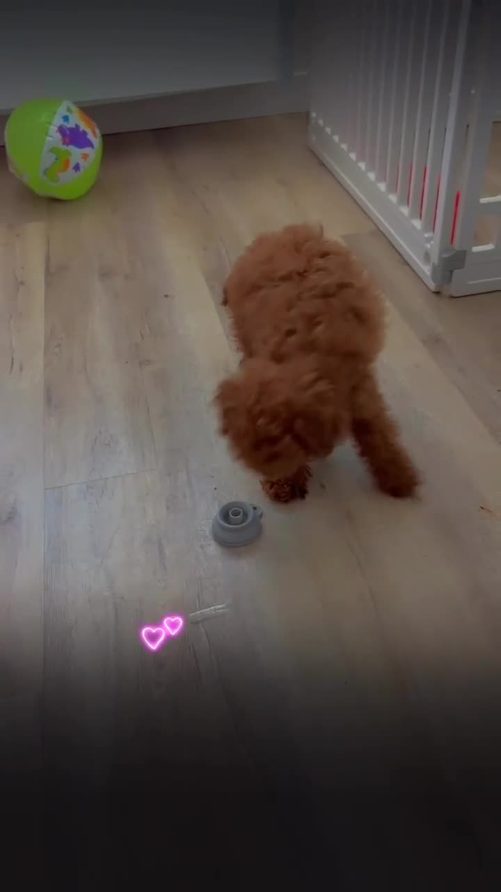 Toy Poodle dogs for sale: Toy Poodle Puppy 1 - Video 2