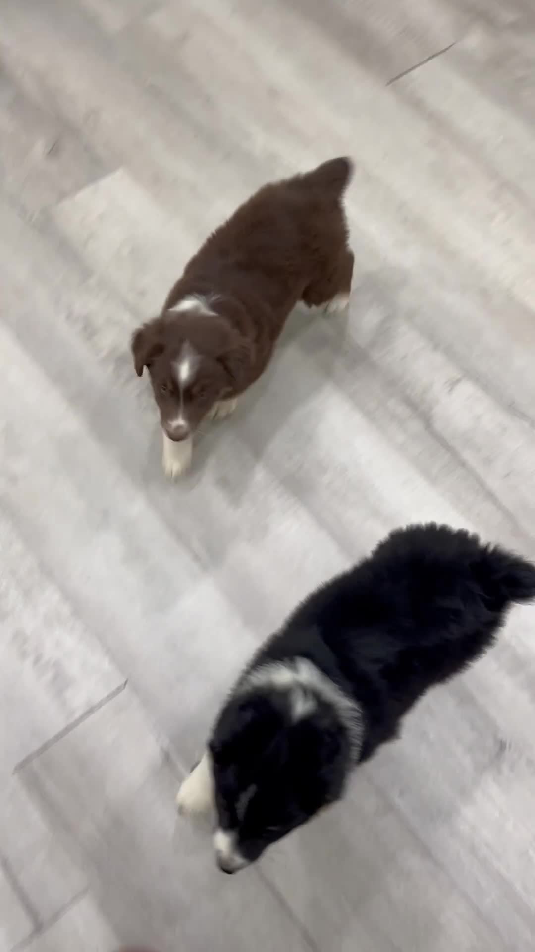 Australian Shepherd dogs for sale: Luna - Video 2