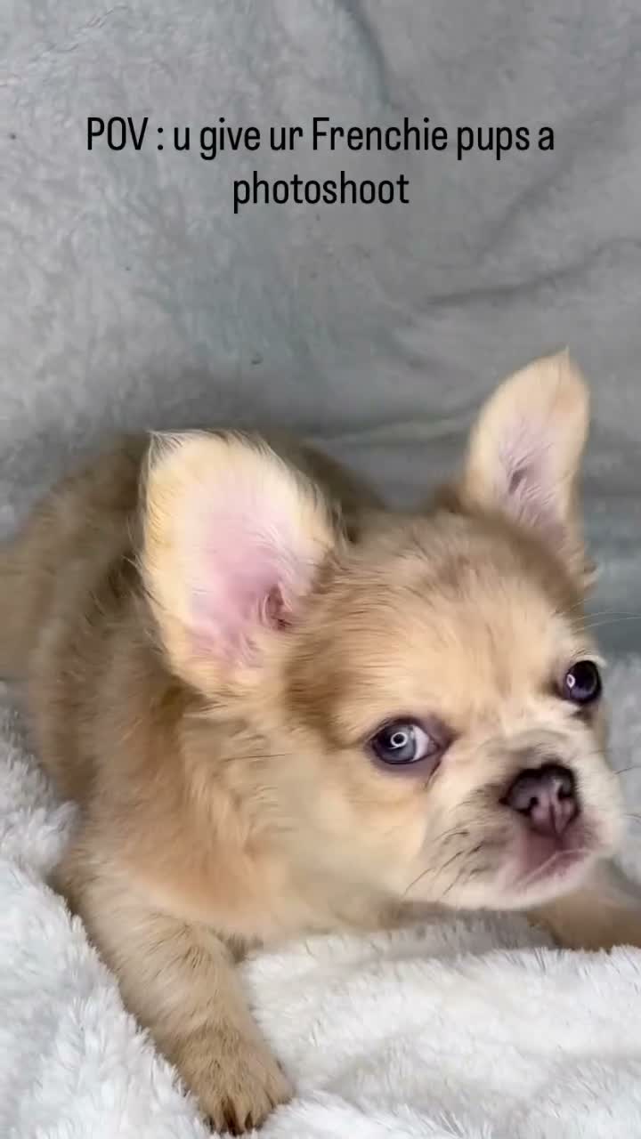 French Bulldog dogs for sale: Winnie - Video 2