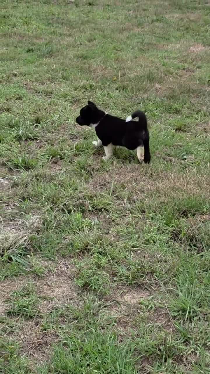Akita dogs for sale: Nova  - Video 2