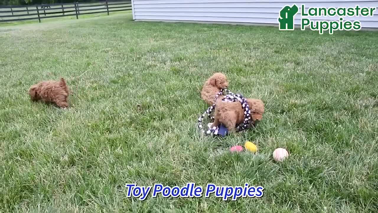 Toy Poodle dogs for sale: Mason Extra Small - Video 1