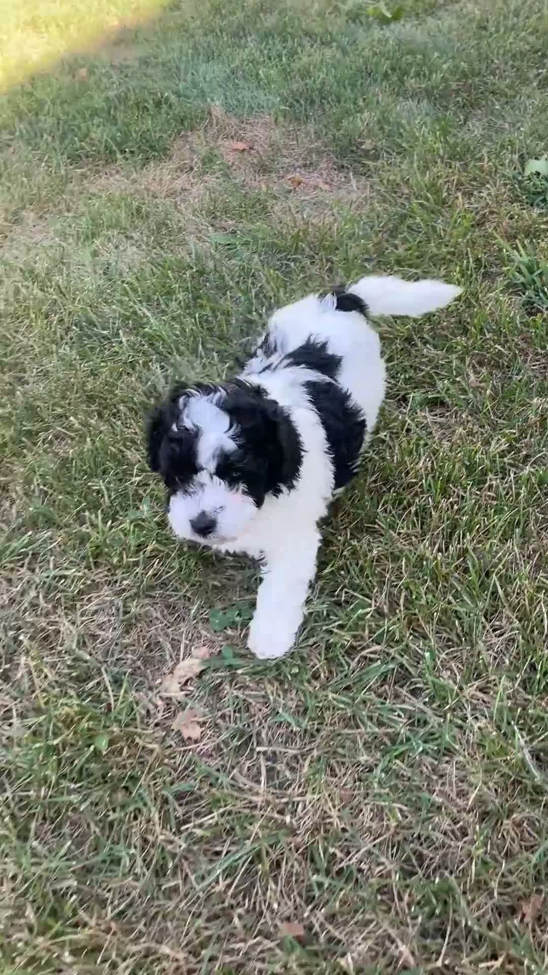 Cavapoo dogs for sale: Bryson - Video 1