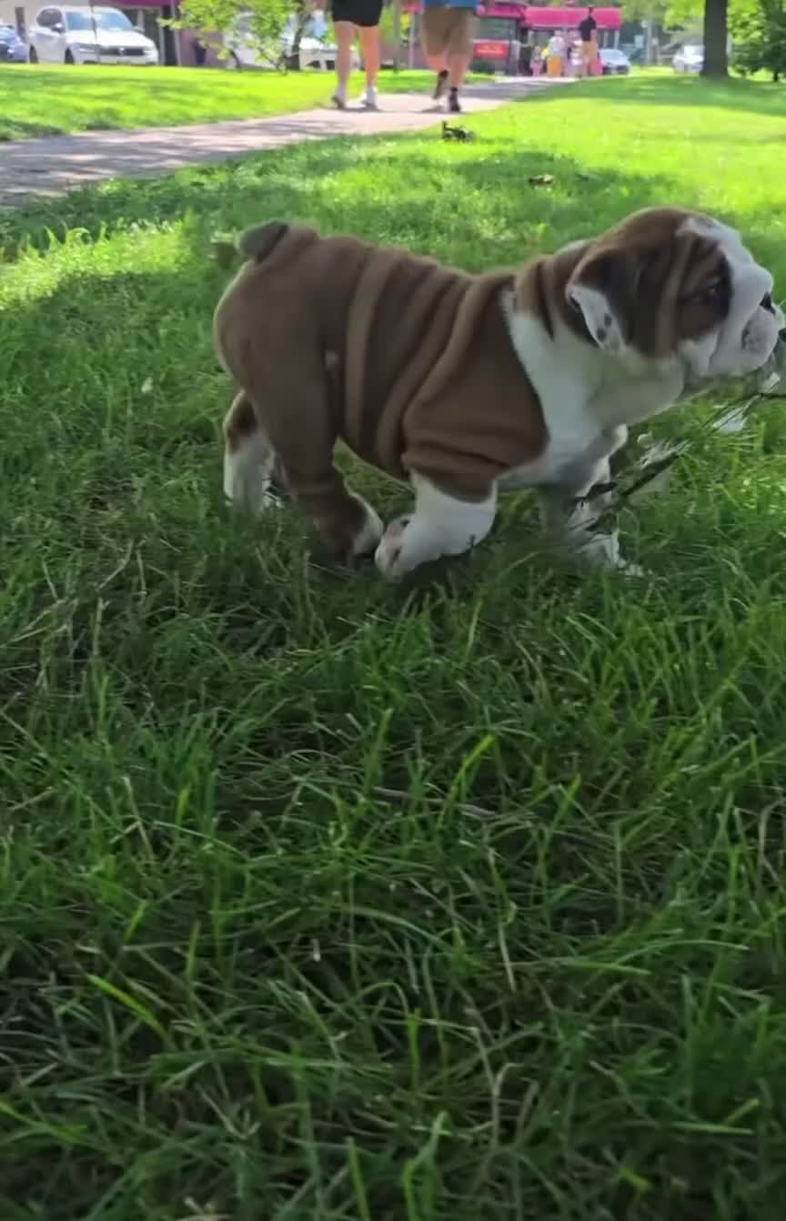 English Bulldog dogs for sale: English Bulldog 1 - Video 1