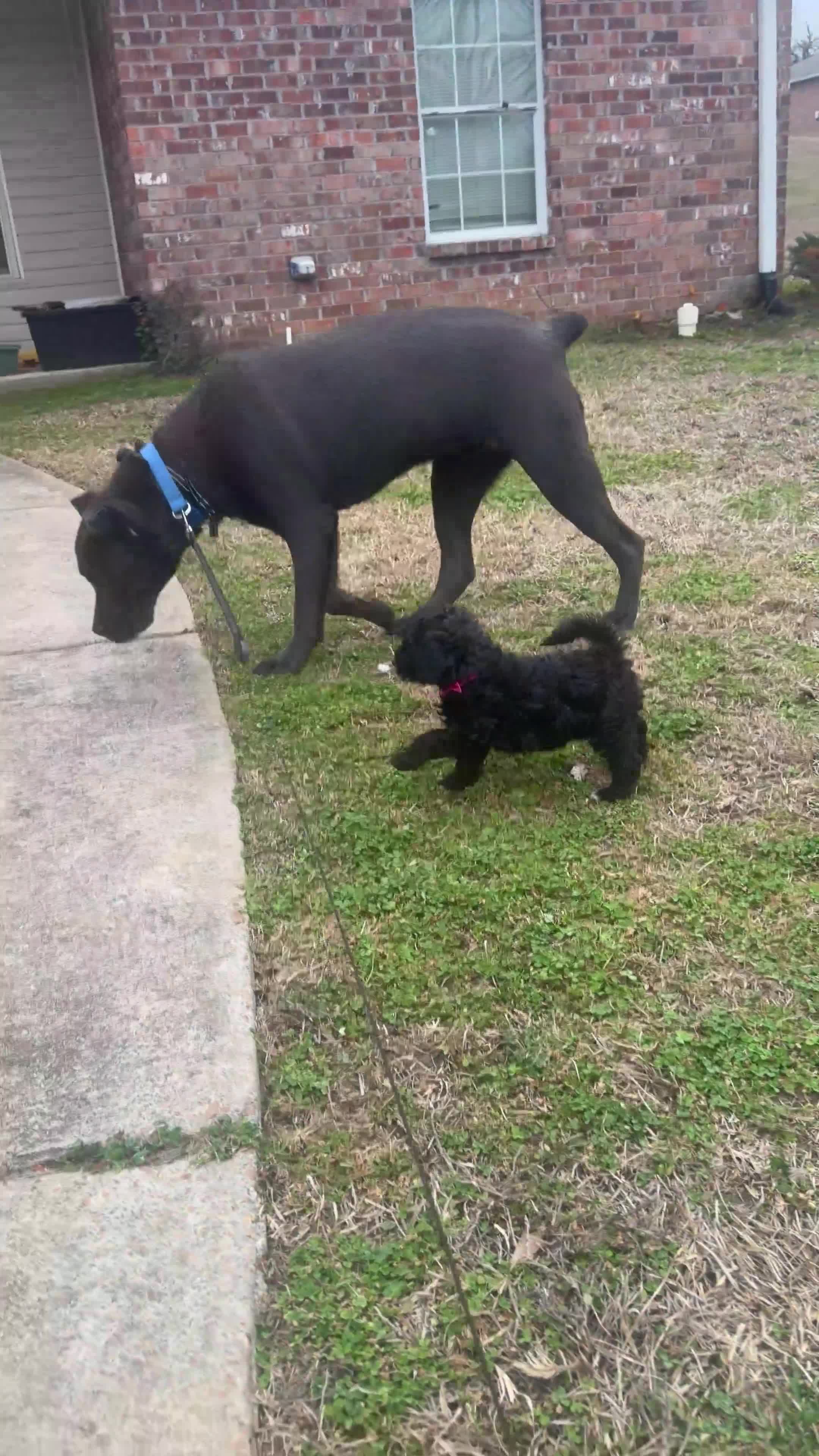 Cane Corso dogs for sale: Ares - Video 1