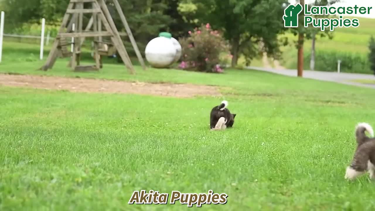 Akita dogs for sale: Ned - Video 1
