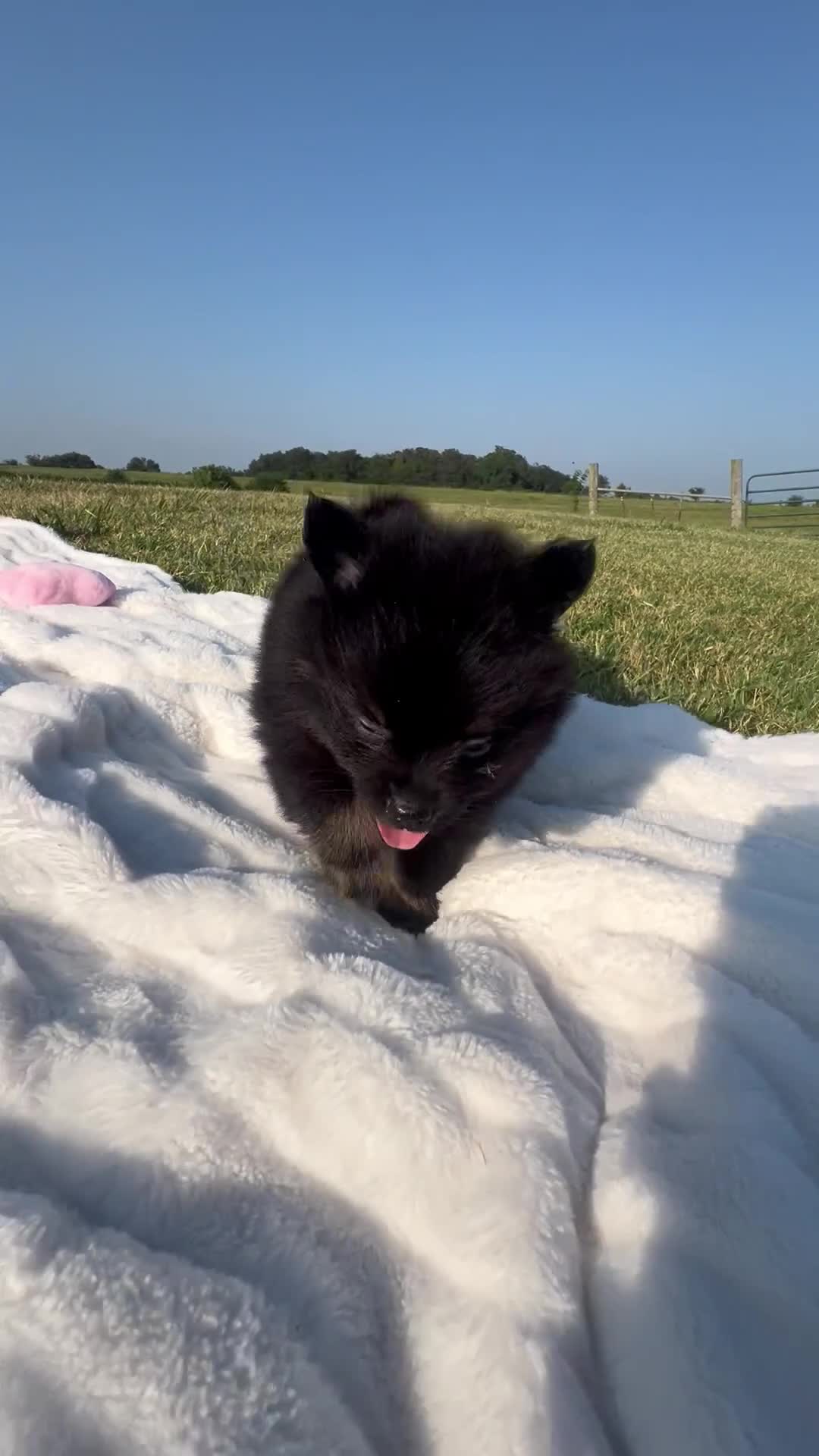 Pomeranian dogs for sale: Prince - Video 1