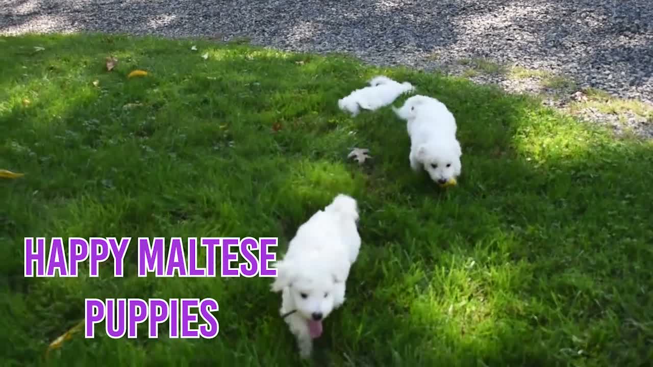 Maltese dogs for sale: Bryson 🐾 - Video 3