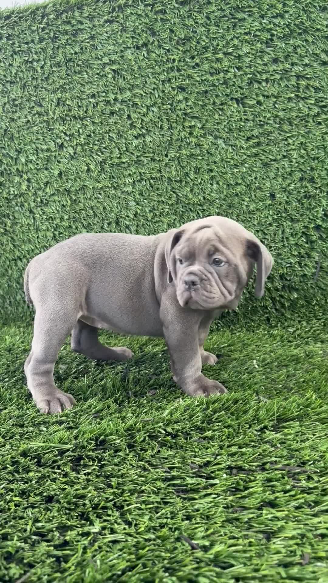 Olde English Bulldogge dogs for sale: Lexi - Video 1