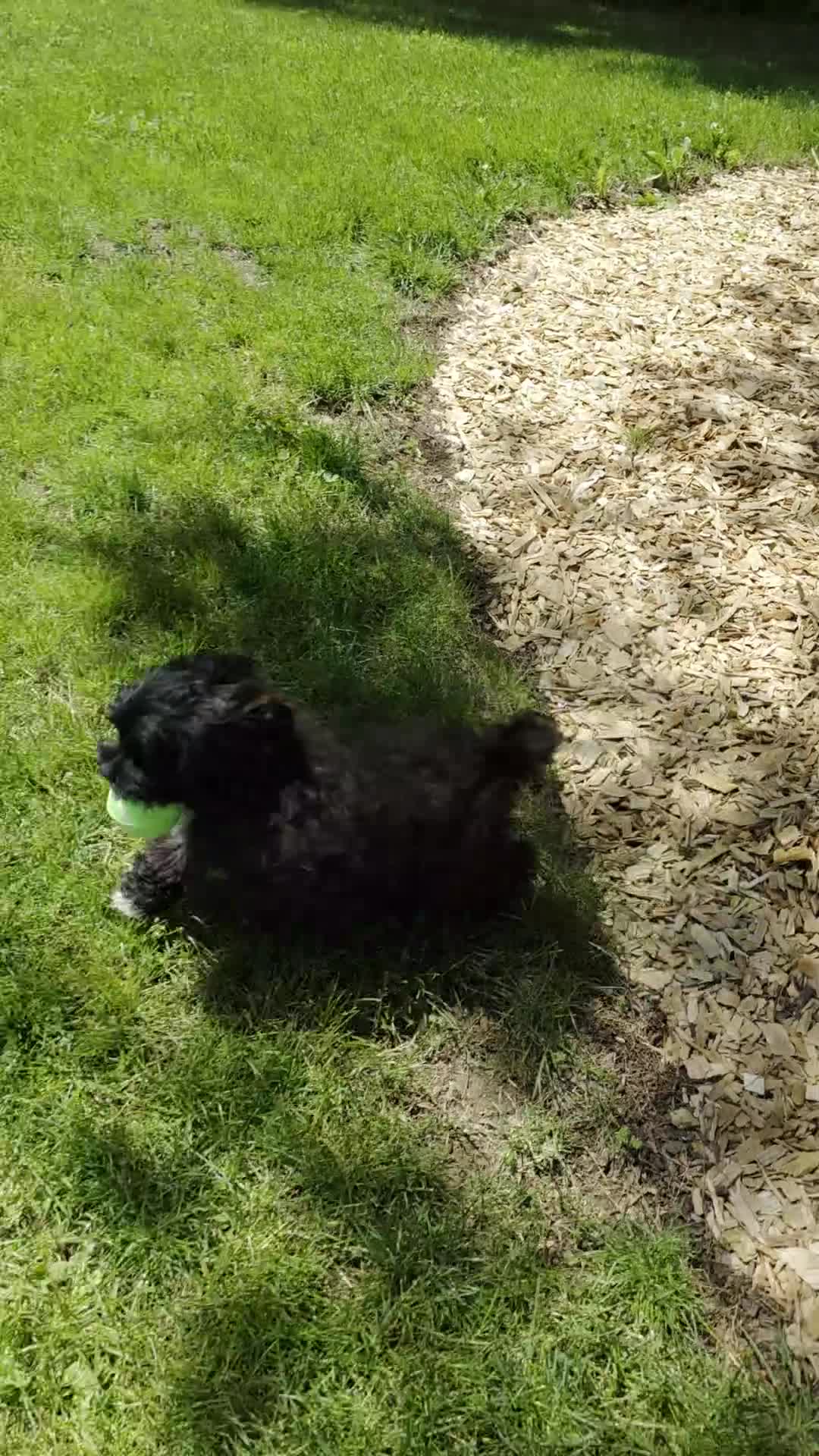 Shihpoo dogs for sale: Dawn - Video 2