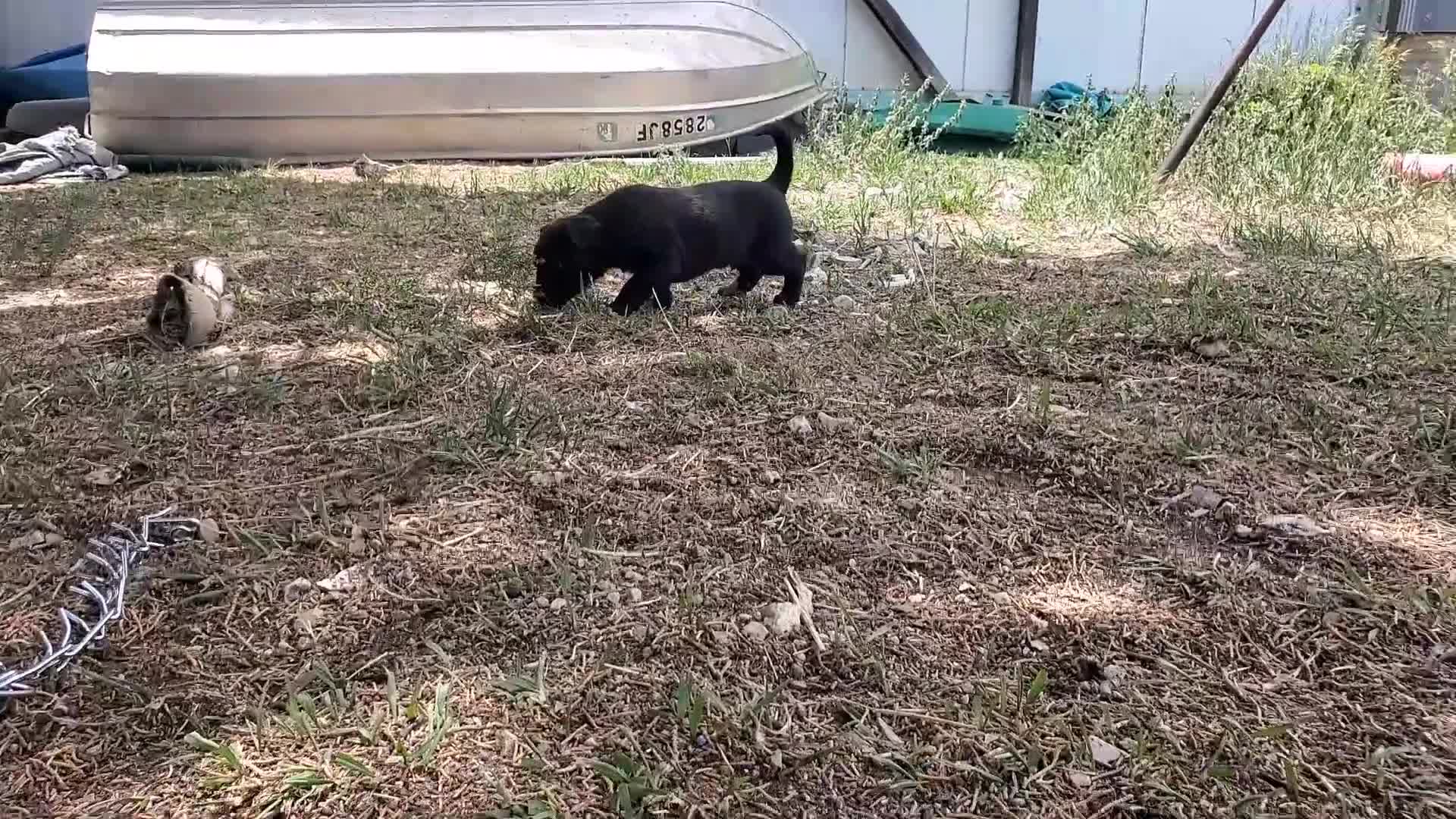 Mixed Breed dogs for sale: White Tip - Video 2